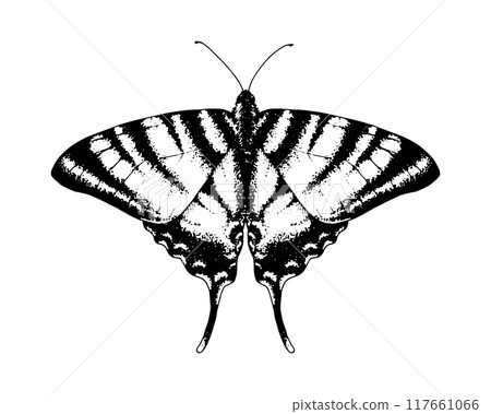 Butterfly podalirius swallowtail. Vector Hand drawn illustration. Black and white graphic clip art on a background. Drawing of an insect with spread wings. Flying papilio sketch. For printing 117661066