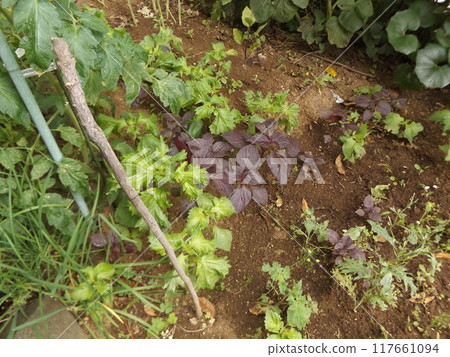 Red and green shiso grows in the vegetable garden 117661094