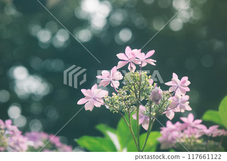 閃光球散景和粉紅色繡球花 117661122