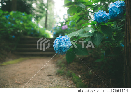 繡球花和路徑的特寫 117661124