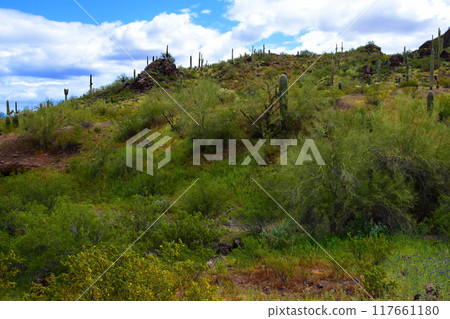 Sonora Desert Arizona Picacho Peak State Park 117661180
