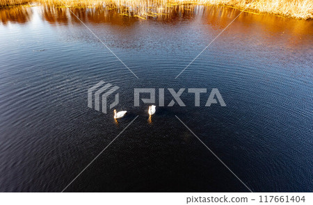 Aerial view of white swan family on a lake during a beautiful winter day Aerial view of white swan family on a lake during a beautiful winter day 117661404