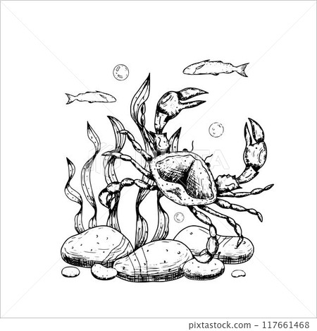Sea composition with algae, stones, crab.Vector illustration isolated on white background. 117661468