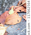 下落的葉子在秋天公園 117662564