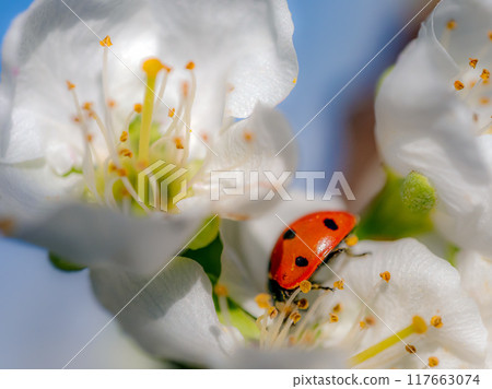 Ladybug in plum-tree flowers in blossom Ladybug in plum-tree flowers in blossom 117663074