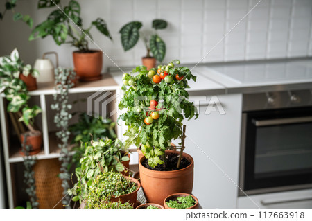 Fresh juicy potted cherry tomatoes on windowsill. Eco friendly living, sustainable organic food Fresh juicy potted cherry tomatoes on windowsill. Eco friendly living, sustainable organic food 117663918