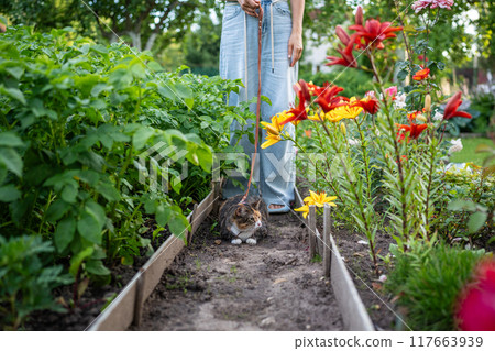 Curious funny tabby cat on leash wanders through garden plot, moving among rows with owner Curious funny tabby cat on leash wanders through garden plot, moving among rows with owner 117663939