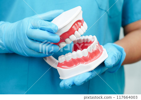 Doctor holding teeth denture in hand for dentist studying about dentistry. Doctor holding teeth denture in hand for dentist studying about dentistry. 117664003