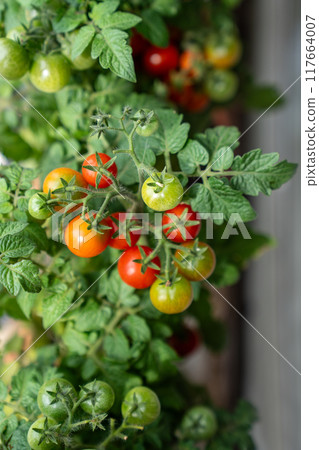 Closeup juicy ripe red cherry tomatoes grow on branch of plant in pot located in greenhouse, home Closeup juicy ripe red cherry tomatoes grow on branch of plant in pot located in greenhouse, home 117664007