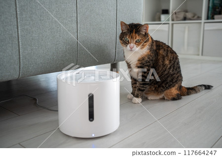 Curious cat looks at smart drinking fountain that owners bought him to prevent urinary tract disease 117664247