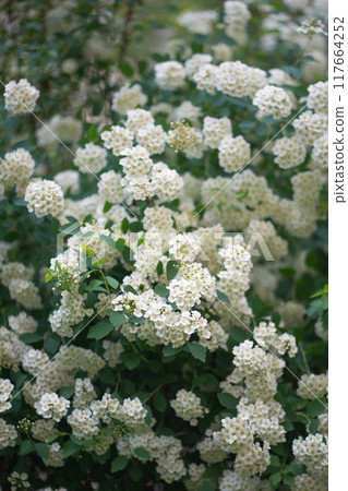 Blooming shrub with white flowers Spirea. Thunberg Spirea bush in blossom in summer garden Blooming shrub with white flowers Spirea. Thunberg Spirea bush in blossom in summer garden 117664252