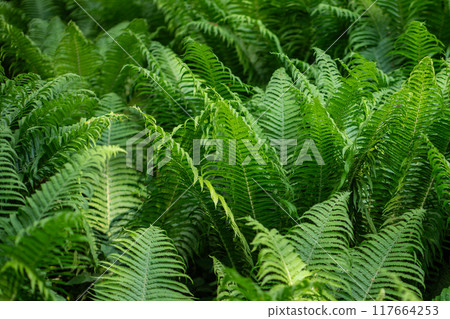 Lush foliage of growing Matteuccia fern in forest. Plant dense verdure, green tropical vegetation. Lush foliage of growing Matteuccia fern in forest. Plant dense verdure, green tropical vegetation. 117664253