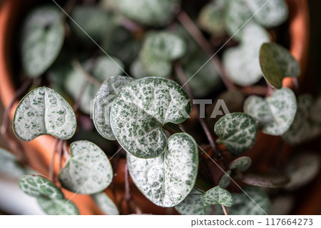 Ceropegia Woodii houseplant with long heart shaped leaves in terracotta pot closeup 117664273