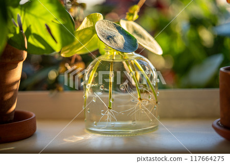 Water propagating of sprout Pilea peperomioides cuttings with roots in glass jar at home.  117664275