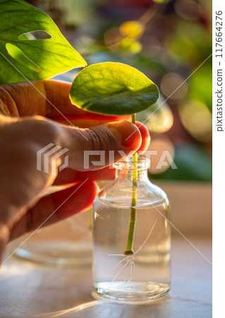 Man examines sprout of Pilea peperomioides cutting with roots in glass jar at home over sunset light 117664276