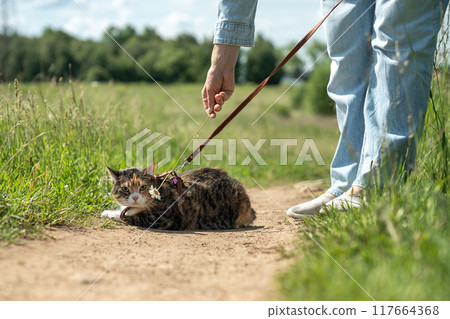 Stressed cat walks outside outdoors on leash for first time, frightened by new unusual environment. Stressed cat walks outside outdoors on leash for first time, frightened by new unusual environment. 117664368