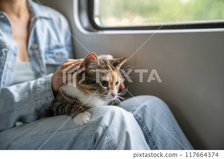 Domestic cat travelling on a train, nervous and stressed, sits on female owners lap, looks around. Domestic cat travelling on a train, nervous and stressed, sits on female owners lap, looks around. 117664374