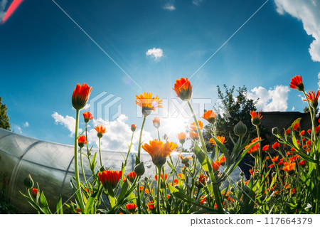 Orange Flowers Of Calendula Officinalis. Medicinal Plant. Sunshine direct in camera. Agricultural Landscape. Summer Sky Above Calendula plants. Agricultural Concept . Bottom view. Beautiful Summer 117664379