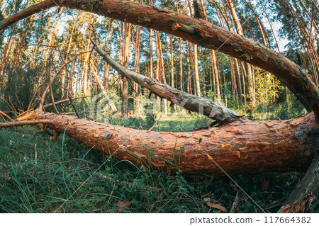 Shadows in on forest ground Woodland , . Sunlight Sunrays Sunbeams Shine Through Fallen pine Tree In Autumn Forest Landscape 117664382