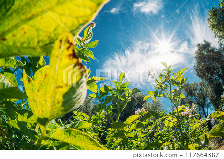 Rural Landscape Potato Field With Young Potato Flowering Blooming Green Vernal Sprouts. Young Green Plantation. Sunshine direct in camera. Agricultural Landscape. Blue Sky Above Potato plants Rural Landscape Potato Field With Young Potato Flowering Blooming Green Vernal Sprouts. Young Green Plantation. Sunshine direct in camera. Agricultural Landscape. Blue Sky Above Potato plants 117664387
