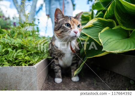 Curious kitten looking around with interest, walking outside on leash at nature, garden among plants Curious kitten looking around with interest, walking outside on leash at nature, garden among plants 117664392