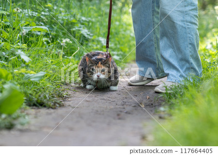 Stressed domestic cat on harness first time walking outdoors, afraid of everything new, feels scared Stressed domestic cat on harness first time walking outdoors, afraid of everything new, feels scared 117664405