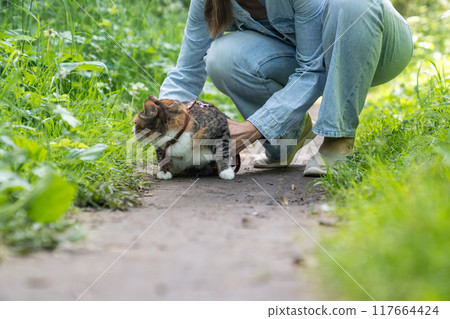 Stressed domestic cat on harness first time walking outdoors, afraid of everything new, feels scared 117664424