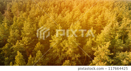 Flight Above Fall Autumn Forest During Beautiful Sunset Evening. Copy Space. Aerial View Of Pine Forest. Elevated View Of Woods Forest Landscape During Sunset In Autumn Evening Flight Above Fall Autumn Forest During Beautiful Sunset Evening. Copy Space. Aerial View Of Pine Forest. Elevated View Of Woods Forest Landscape During Sunset In Autumn Evening 117664425