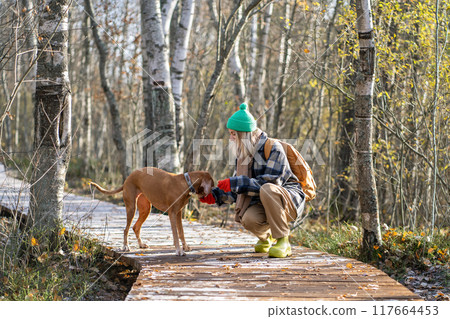 Happy woman squatting next to hunting dog on wooden trail in autumn sunny forest among trees. Happy woman squatting next to hunting dog on wooden trail in autumn sunny forest among trees. 117664453