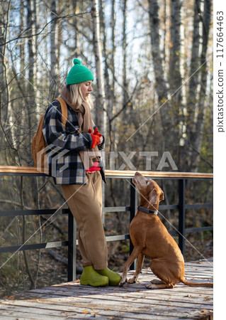 Funny brown purebred Magyar Vizsla begs for treats from owner during walk on bridge in autumn forest Funny brown purebred Magyar Vizsla begs for treats from owner during walk on bridge in autumn forest 117664463