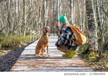 Calm woman, faithful hunting dog walk together in dense forest along eco-trail in cool sunny weather Calm woman, faithful hunting dog walk together in dense forest along eco-trail in cool sunny weather 117664493