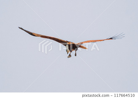 Goa, India. Brahminy Kite Throwing Crab In Flight In Blue Sky Goa, India. Brahminy Kite Throwing Crab In Flight In Blue Sky 117664510