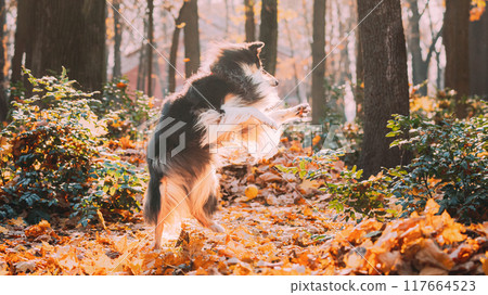 Tricolor Rough Collie, Funny Scottish Collie, Long-haired Collie, English Collie, Lassie Dog Funny Jumping In Dry Yellow Fallen Foliage Outdoor In Autumn Day Tricolor Rough Collie, Funny Scottish Collie, Long-haired Collie, English Collie, Lassie Dog Funny Jumping In Dry Yellow Fallen Foliage Outdoor In Autumn Day 117664523