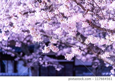 櫻花盛開 櫻花盛開 117664561