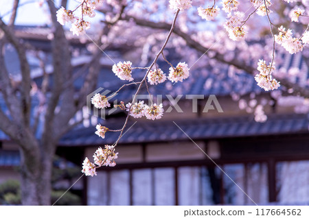 櫻花盛開 櫻花盛開 117664562