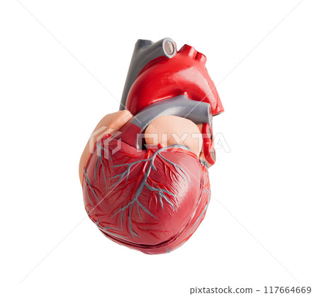 Heart human model isolated on white background with clipping path copy space, Cardiovascular disease CDV. 117664669