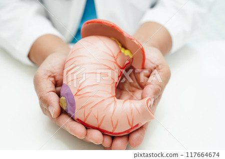 Stomach disease, doctor holding anatomy model for study diagnosis and treatment in hospital. 117664674