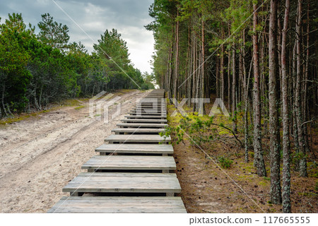 Trail to observation deck on Olenya Buda dunes with views of Swan Lake. Curonian Spit National Park. Russia Trail to observation deck on Olenya Buda dunes with views of Swan Lake. Curonian Spit National Park. Russia 117665555