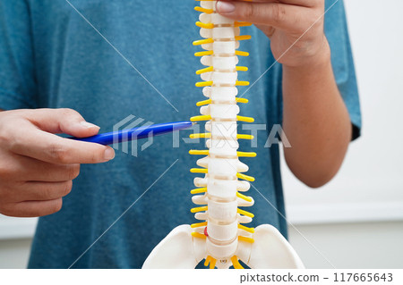 Asian student learning with human bone and spinal nerve model in anatomy biology in classroom at high school. 117665643