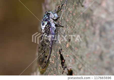 Min min cicada 117665696