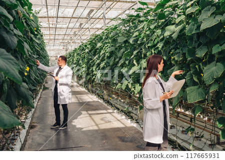 Scientists Engaged in Advanced Work Inside a HighTech Greenhouse Facility for Research. Growing organic vegetables in a modern greenhouse, food industry. Hydroponic farming 117665931