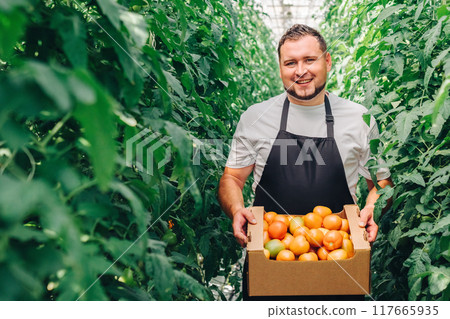 A smiling farmer stands proudly with harvested tomatoes in a greenhouse on a beautiful day. Growing organic vegetables in a modern greenhouse, food industry. Portrait of a greenhouse employee 117665935