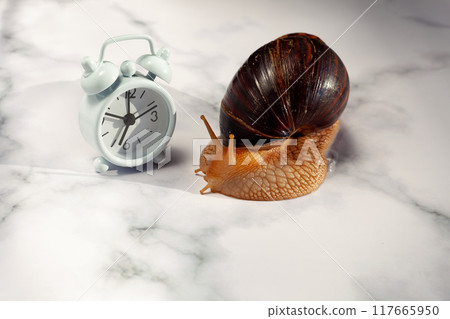 The Achatina snail and alarm clock on the table. Dinner time. Hypoallergenic exotic pet 117665950