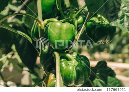 Growing organic vegetables in a modern greenhouse, food industry. Hydroponic farming. Fresh and vibrant Green Bell Peppers that are Growing on Vines in a lush garden setting 117665951