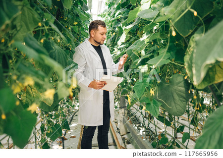 A scientist is analyzing different plants in a controlled greenhouse environment. Growing organic vegetables in a modern greenhouse, food industry. Hydroponic farming A scientist is analyzing different plants in a controlled greenhouse environment. Growing organic vegetables in a modern greenhouse, food industry. Hydroponic farming 117665956