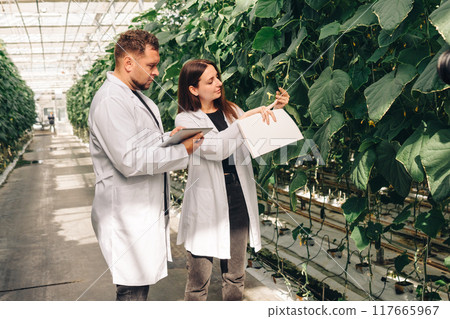 Scientists are conducting a detailed analysis of plant growth within a greenhouse environment. Growing organic vegetables in a modern greenhouse, food industry. Hydroponic farming Scientists are conducting a detailed analysis of plant growth within a greenhouse environment. Growing organic vegetables in a modern greenhouse, food industry. Hydroponic farming 117665967