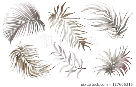 Watercolor set dry palm leaves isolated on white background. Tropical botanical plant. Hand-drawn Illustration foliage isolated for cards, invitations, weddings and other. Elements beige palm leave. 117666316