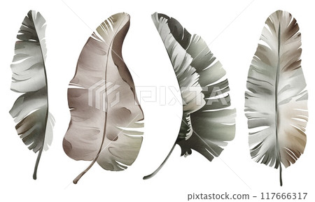 Watercolor set dry banana leaf isolated on white background. Tropical botanical plant. Hand-drawn Illustration foliage isolated for cards, invitations, weddings and other. Floral element palm leave. 117666317