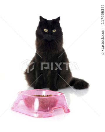 crossbred of maine coon and pet food crossbred of maine coon and pet food 117666353