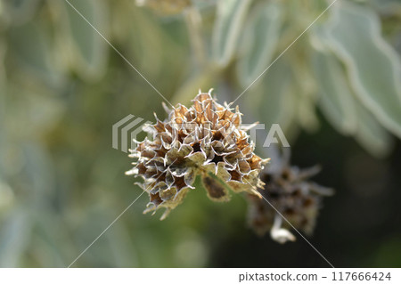 Jerusalem sage Jerusalem sage 117666424